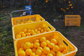 有田みかん【Lサイズ】8 kg（箱込）