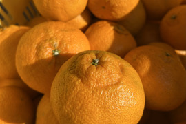 【予約】【訳ｱﾘ小玉！】🍊濃厚な甘みと果汁じゅわっ！プリプリ果肉♪の しらぬい５kg 【デコポン同品種／瀬戸内の離島より果汁たっぷり品種おとどけ✨】✨
