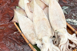 【訳あり】 真イカの丸干し 約１キロ　大中サイズ