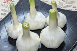 採りたて新鮮生『にんにく』大玉５個500ｇ 滋養強壮みずみずしくガツンと旨い！数量期間限定！