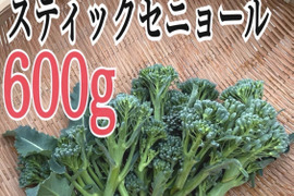 数量限定でスティックセニョールを600gお届けします。