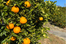 加工用 熊本県産 不知火 (肥の豊) 箱込み10kg