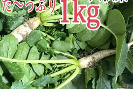 採れたての農薬不使用の大根葉を1キロをお届け