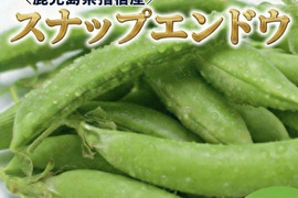 朝採れ 鹿児島県指宿産 スナップエンドウ 1.8kg（鹿児島県指宿市産）
