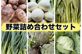 農家直送✨朝採れ新鮮野菜セット お得な詰め合わせ（小松菜 里芋 春キャベツ 九条ねぎ 小かぶ ブロッコリー）
