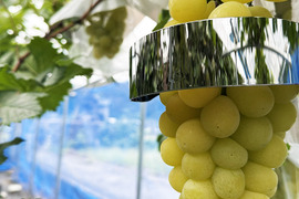 【サングラスぶどう】次世代ぶどう！岡山県産種なしマスカサーティーン（約1kg、2～4房）