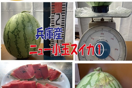 【最短発送】兵庫産　ニュー小玉スイカ1玉①2800ｇ