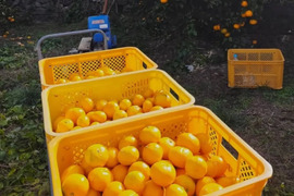 有田みかん【Lサイズ】3 kg（箱込）