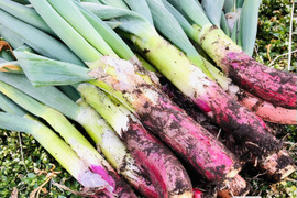 農薬化学肥料不使用＊柔らかく甘味ののった赤ねぎ＊1kg