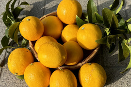 果汁たっぷり淡路島産マイヤーレモン2kg（サイズ不揃い）