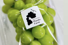 【先行予約】パリッと食感の高糖度タネ無しシャインマスカット！　500g〜600g 1房　/静岡市 Mando Farm 直送　9月中旬〜10月発送