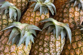 石垣島産「サンドルチェ」3kg
