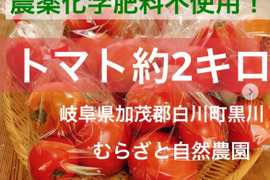 ぜひ一度！！冷蔵便【むらざと自然農園】トマト約2キロ　岐阜県加茂郡白川町黒川　送料込み　大人気トマトを箱詰め　栽培期間中農薬化学肥料不使用