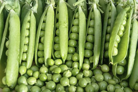 朝採れ　グリーンピース 500g（鹿児島県指宿市産）