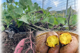 栗かぐやの通販｜さつまいも｜食べチョク｜産地直送(産直)お取り寄せ