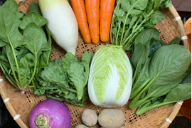 【京都府産】旬の定番夏野菜セット（10品）