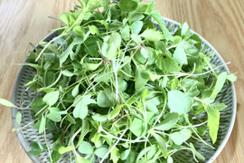 【映える彩り】マイクロリーフ彩りミックス（緑）　50ｇ×2袋　鮮度保持袋