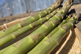 【登録記念SALE🎊】那須塩原産アスパラガス｜500g｜朝採れ｜食べ比べセット｜M～２L｜じゅわっと春のごちそう
