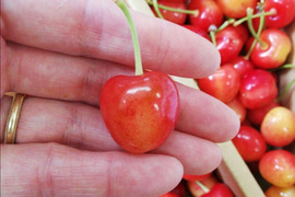 激安 わけあり 訳あり)（フルーツ さくらんぼ）｜フルーツ