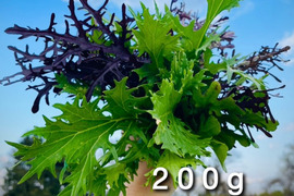 【雪解け畝の恵み】道産サラダ用リーフ・200g （草の力だけで育てたこだわりの無肥料野菜）