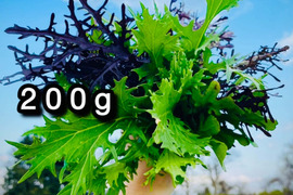 【自然栽培】道産サラダリーフ・200g （草の力だけで育てたこだわりの無肥料野菜）