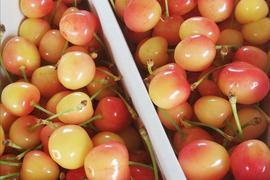 【山形県産】さくらんぼ　希少品種ナポレオン 1kg 【訳あり 加工用】着色不良 実割れ 双子入り バラ詰