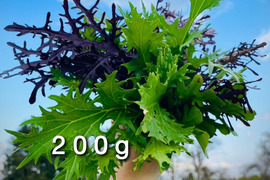 【雪解け畝の恵み】道産サラダ用リーフ・200g （草の力だけで育てたこだわりの無肥料野菜）