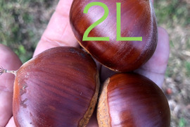 【栗の里❣️能勢栗】“岸根（がんね）”２Lサイズ以上🌰1kg、出荷まで氷温貯蔵。