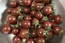 変わり種ミニトマト　２サイズ　ワインレッド色（約800g)