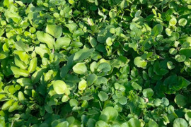 【農薬不使用】極上サラダクレソン（200g）最強スーパーフード / 茎までやわらか