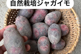 無農薬　無肥料　熊本県産　グラウンドペチカ　10kg imgrc0093692254.jpg