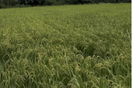 【令和8年度産　自然栽培】熊本県産ヒノヒカリ　農家直送　新米　玄米25k(農薬化学肥料除草剤不使用) 精米も可