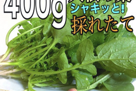 採れたての農薬不使用の大根葉を400gお届け