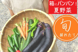 おまかせ採れたて新鮮な夏野菜のセット　4〜6品目