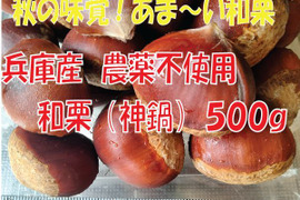 農薬不使用栽栽培　兵庫産　ホクホク甘い和栗（神鍋）　500ｇ③