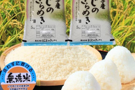 新米　令和7年産　お米　米　新潟県産　にじのきらめき　無洗米　10キロ　10kg (nijinokirameki-10kg-mu)