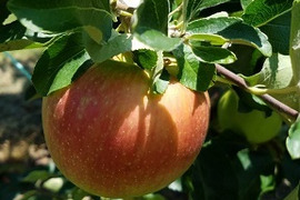収穫開始「しなのレッド」約5kg入り。8月収穫りんご 夏の暑さに疲れた身体に最適です。爽やかな酸味からの甘み長野県オリジナル品種です。夏りんごの魅力を是非。お届け後冷蔵庫にて保存して下さい。