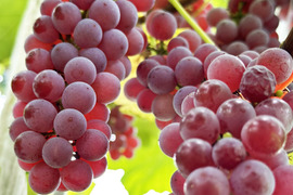 甘く種なし！岡山県産種なしデラウェア（約800g、6～9房）化学肥料不使用
