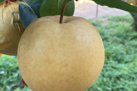【鳥取県オリジナル品種】 新甘泉　梨　約3kg
