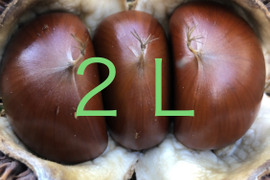 甘‼️【氷温熟成中】本場能勢 栗王“銀寄（ぎんよせ）”2L🌰1kg 《10/31発送開始！》