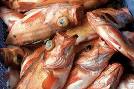 ［お買い得］釣りたて‼️ウスメバルBOX［沖メバル］鮮魚　『高級魚』