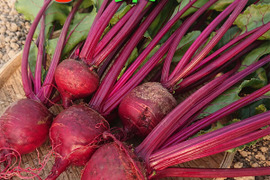 ３月より順次発送『高糖度ビーツ（葉付き）2kg』 南房総市産 発送当日に収穫!