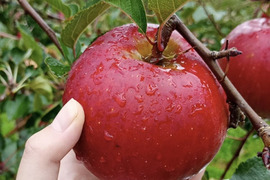 りんご アニーエリザベス (A品2㎏)