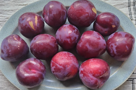【自然栽培】すもも レッドビュート 24～28玉 1.8kg【農薬不使用】