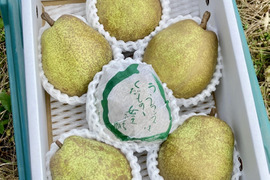 【ラフランス専業農家が贈る🍐】ラ・フランス  約2ｋｇ 特秀 6玉入り