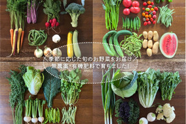 農薬不使用！千葉県船橋市産　野菜セット9～10品目