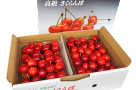 山形県産さくらんぼ　佐藤錦　1kg