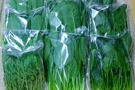 【農家の食卓からお裾分け】冬の中、じっくり育った「王道」冬野菜！ほうれん草＆小松菜＆春菊🥬 朝採りたっぷり3種詰合せ📦