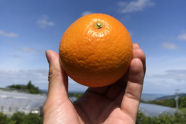 【訳あり】りんご屋さんの完熟清見(きよみ)5キロ箱小中玉バラ詰(約25玉)#みかん