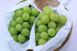 【家庭用】長野県産　シャインマスカット2.6kg 4房入り